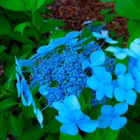 Гортензия Блю Бёрд (Blue Bird)..