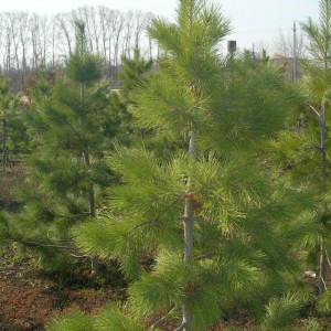 Саженцы Кедр Сибирский от 150 см