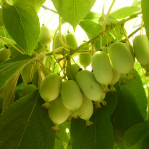 Саженцы Актинидия Незнакомка (женская)