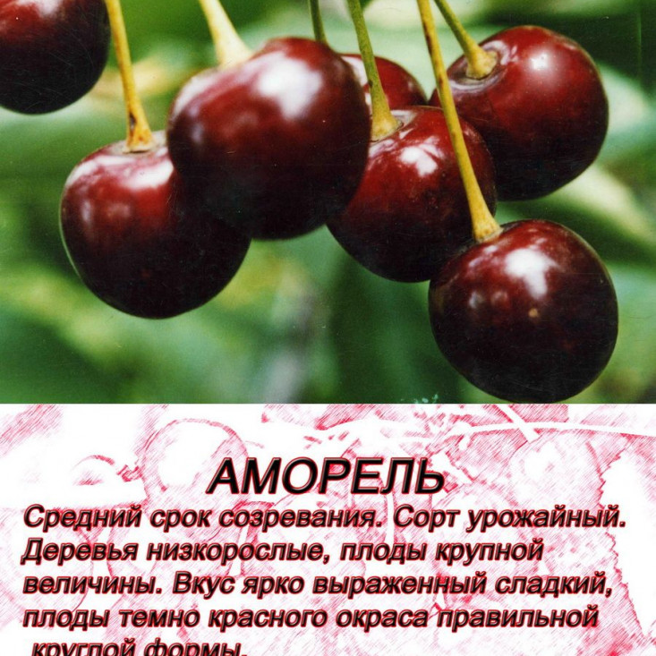 Вишня Аморель – сладкий вкус лета Вишня Аморель – сладкий вкус лета