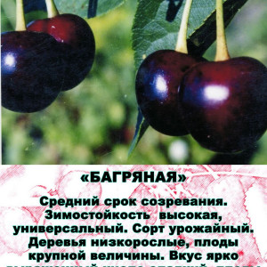 Вишня Багряная