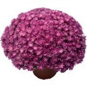 Саженцы Хризантема Джаклин пинк (Мультифлора/Сиреневая)