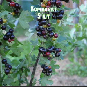 Комплект 5шт / Смородина золотистая Байкальская Синева