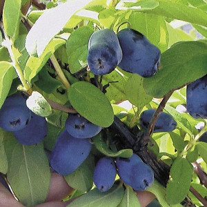 Саженцы Комплект 5шт / Жимолость Хоней Би